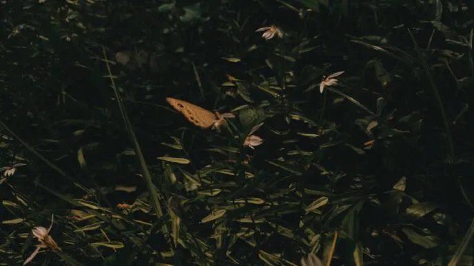 Photo Visual representation