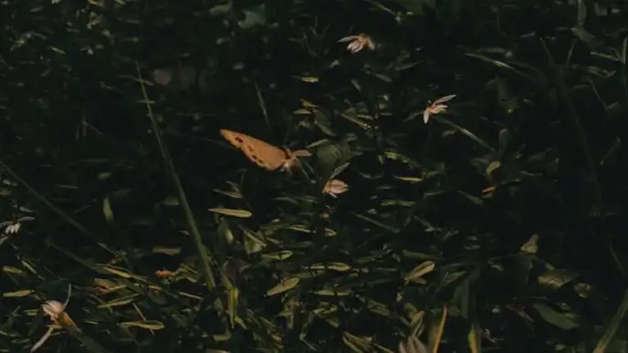 Photo Visual example