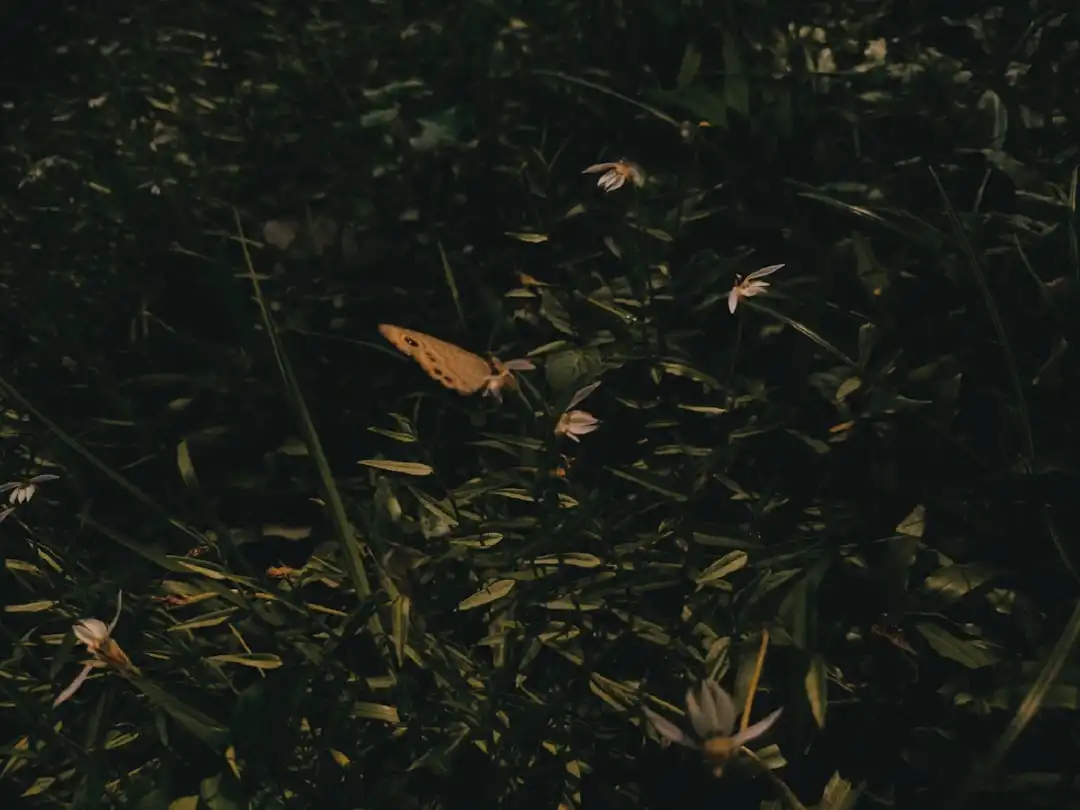 Photo Visual example